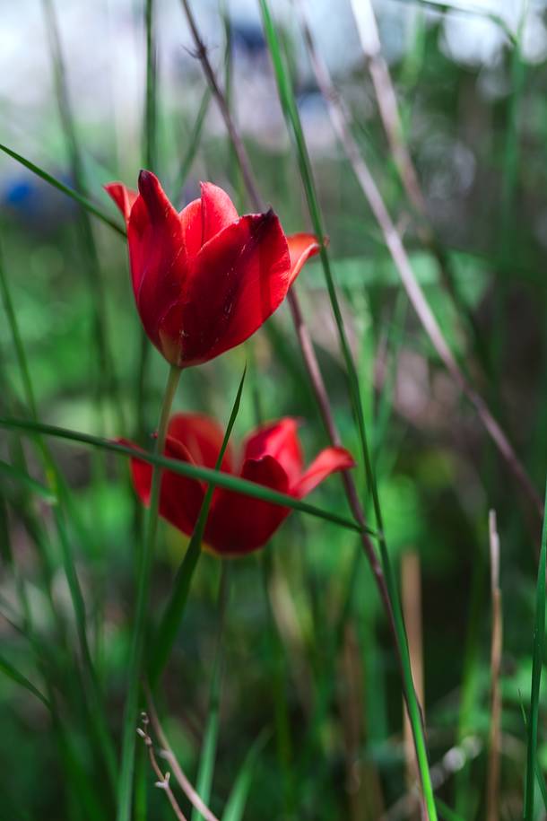 Sundre Västergårde 135, Gotland - Stor Sudret